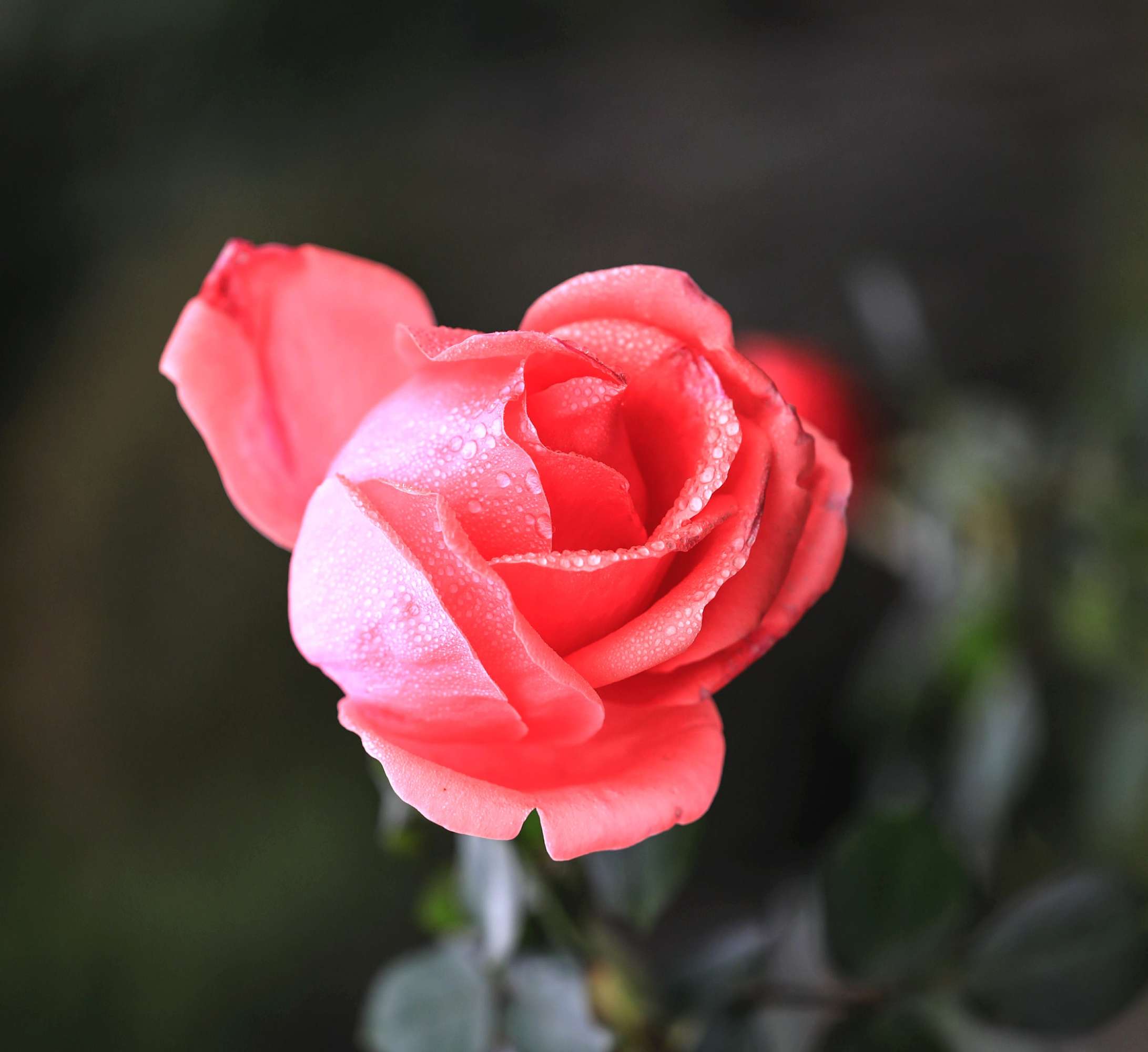 太阳成集团tyc|高洪波:发展切勿急功近利国字号须俱乐部支持(图1) 太阳成集团tyc