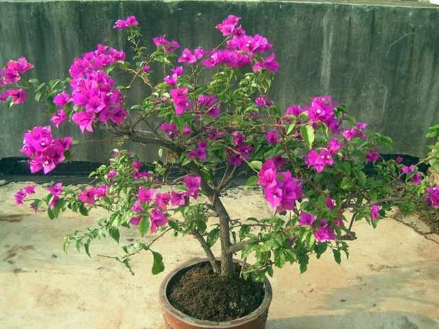 太阳成集团tyc_
空场行动开始!霸气江苏苏宁球迷空场静场喝倒彩 怒斥苏宁治理层(图2) 太阳成集团tyc