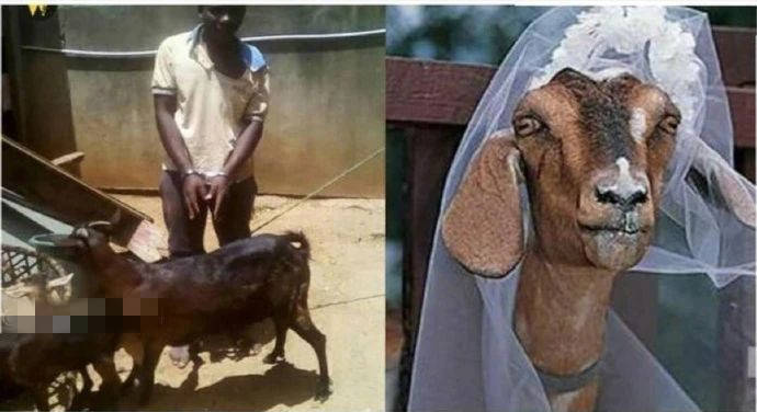 太阳成集团tyc-尼日利亚男子娶羊(图2)