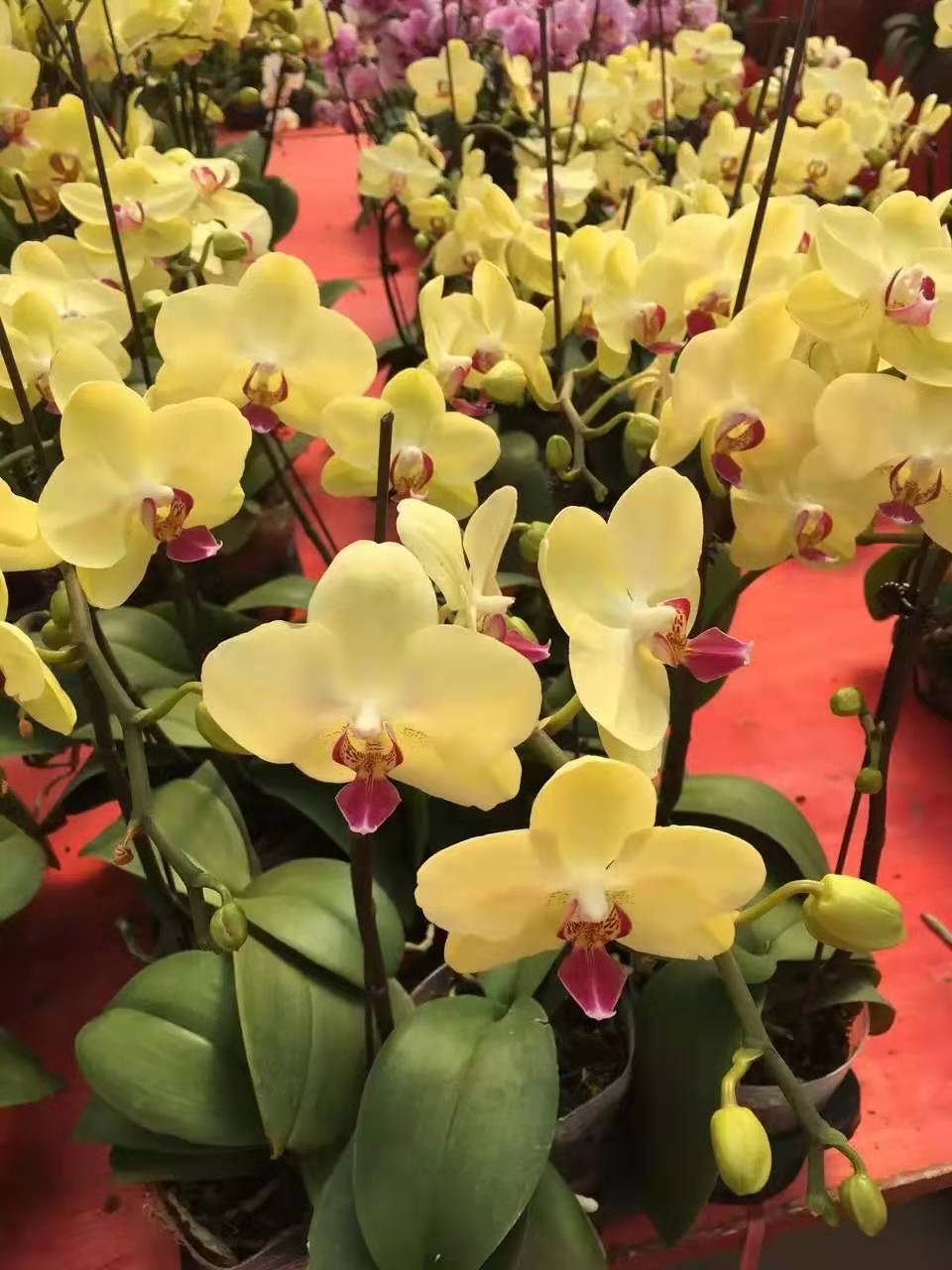 钟南山团队论文来了!现在最全面、最富厚的病情分析:太阳成集团tyc(图1) 太阳成官网