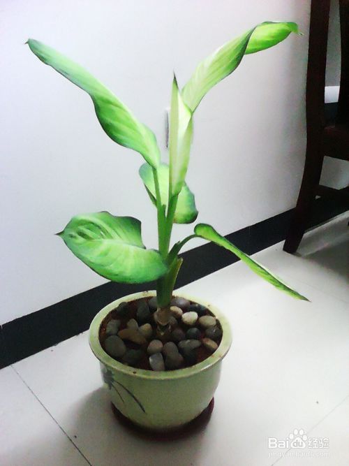 71岁施瓦辛格被人从背后飞踹 州长:以为只是被人群推挤了‘太阳成官网’(图2) 太阳成官网