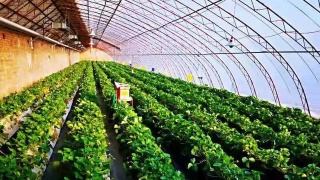 她是最美华裔乒乓球运发动 现韩国一姐 因为她韩国换掉功勋教练“太阳成官网”(图1) 太阳成集团tyc